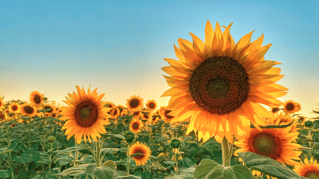 Zonnebloem